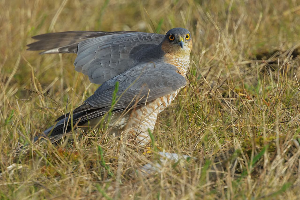 Sparviere (Accipiter nisus)